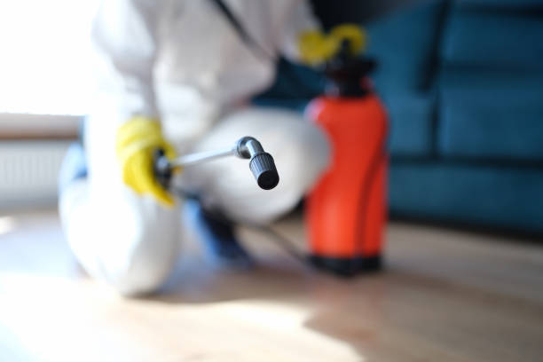 Best Mold Odor Removal Services  in Lakehills, TX