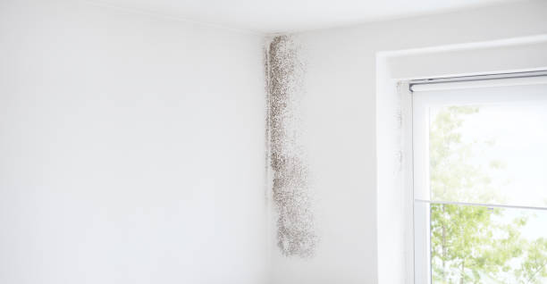  Lakehills, TX Mold Removal Pros